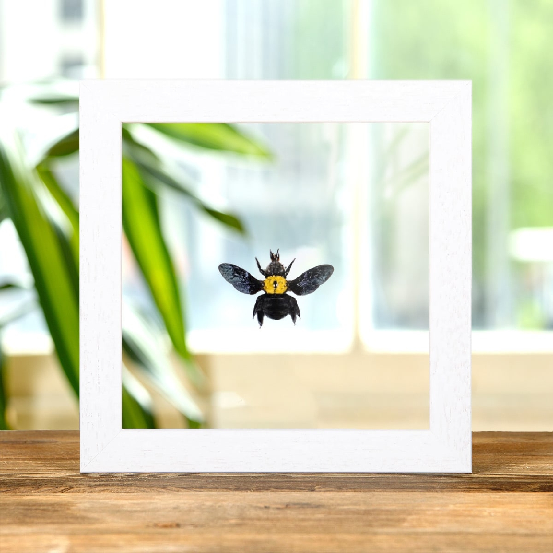 The Yellow Spot Carpenter Bee In Clear Glass Box Frame (Xylocopa confusa)