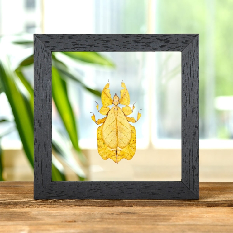 Gray's Leaf Insect Yellow Form In Clear Glass Box Frame (Phyllium bioculatum)