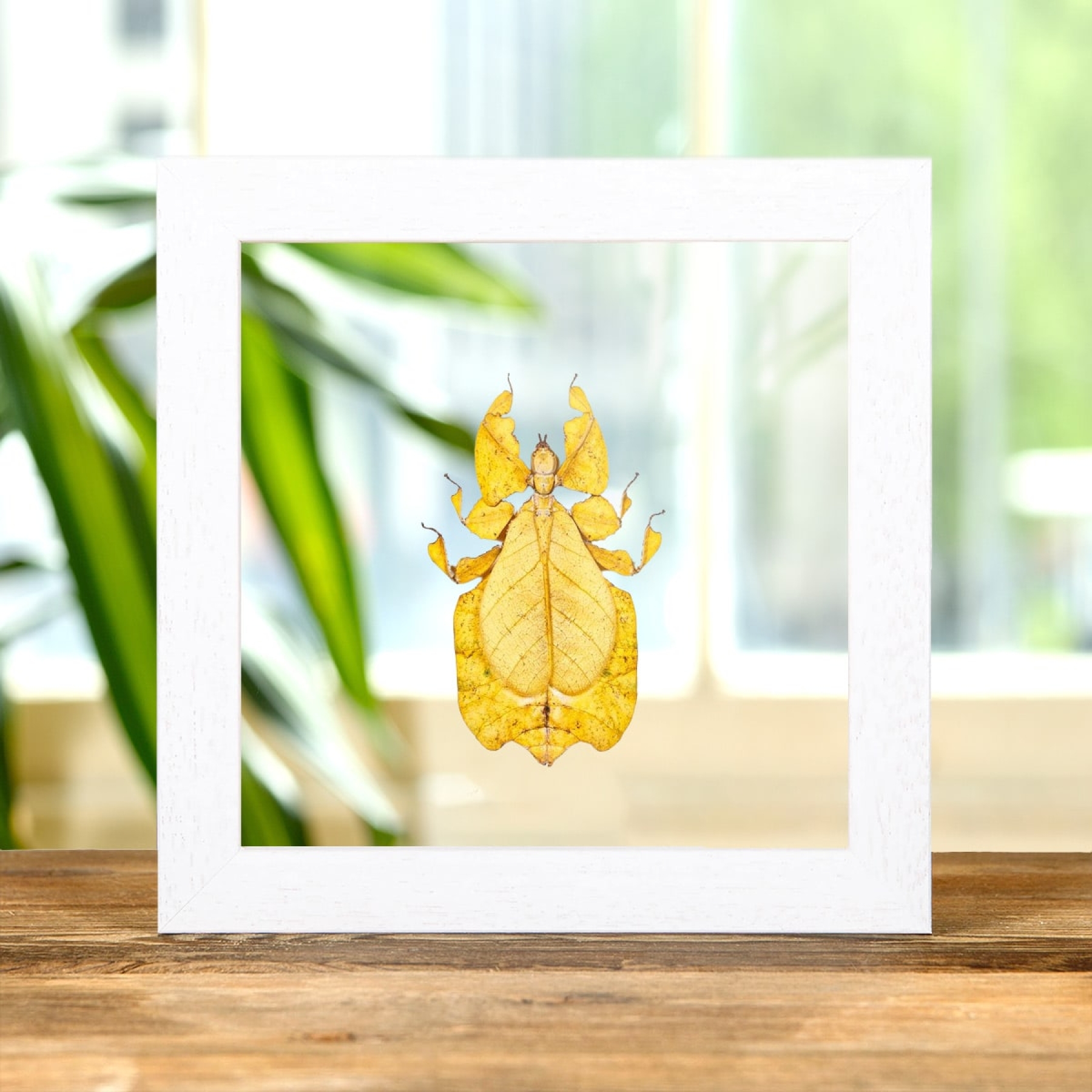 Gray's Leaf Insect Yellow Form In Clear Glass Box Frame (Phyllium bioculatum)