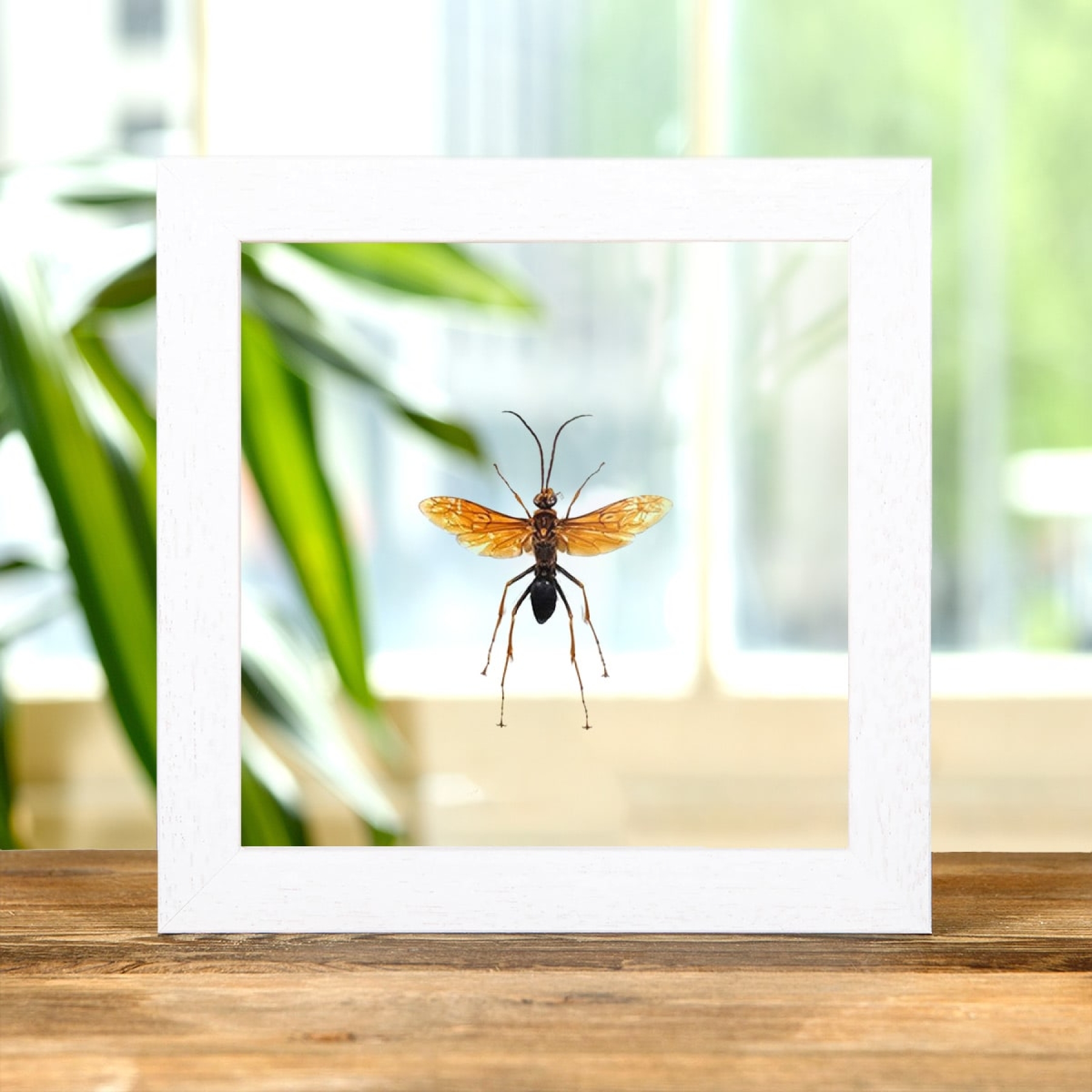 Large Pepsine Spider Wasp In Clear Glass Box Frame (Hemipepsis sp) Large Pepsine Spider Wasp In Clear Glass Box Frame (Hemipepsis sp)