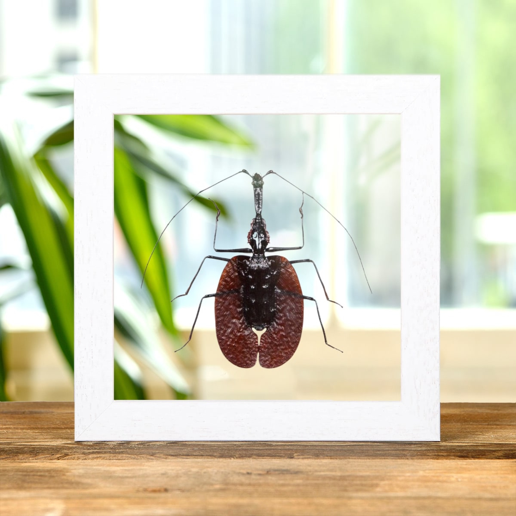 ViolIn Beetle In Clear Glass Box Frame (Mormolyce phyllodes)