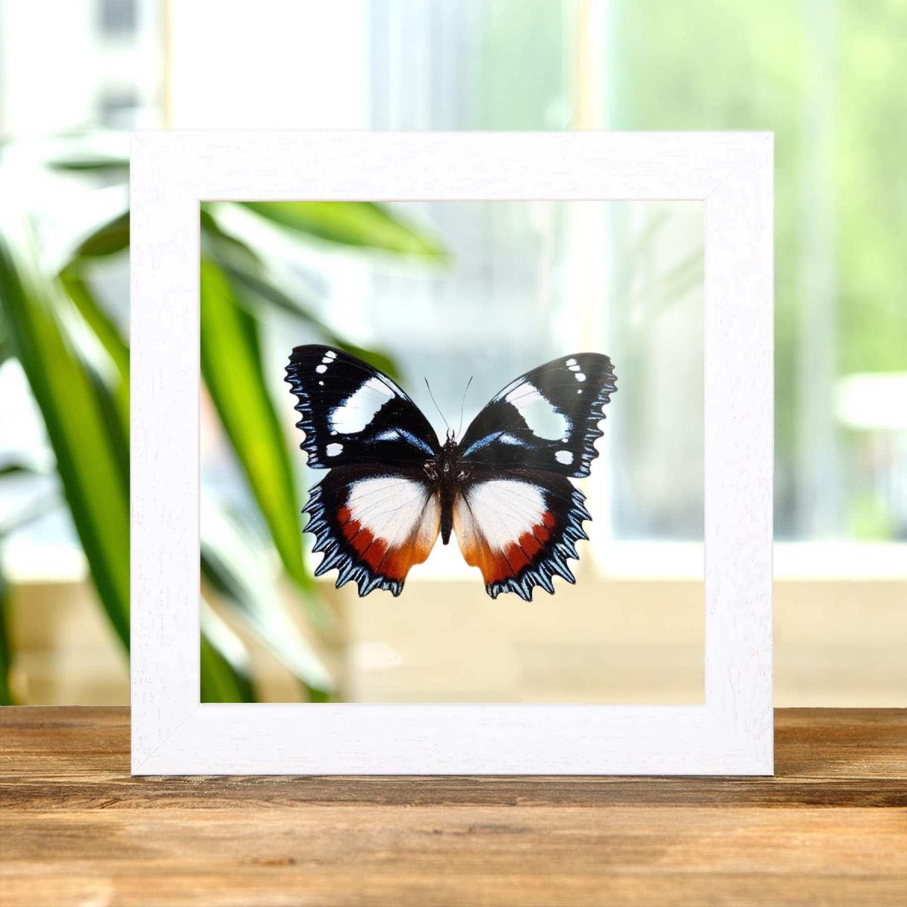Madagascar Diadem In Clear Glass Box Frame (Hypolimnas dexithea) Madagascar Diadem In Clear Glass Box Frame (Hypolimnas dexithea)