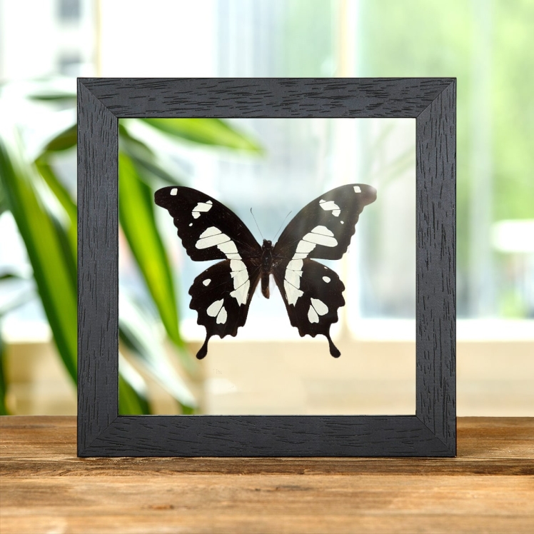 The Black & Yellow Swallowtail In Clear Glass Box Frame (Papilio hesperus)