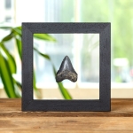 Minibeast 2 Inch Black Megalodon Shark Tooth Fossil Clear Glass Frame (Carcharodon megalodon)