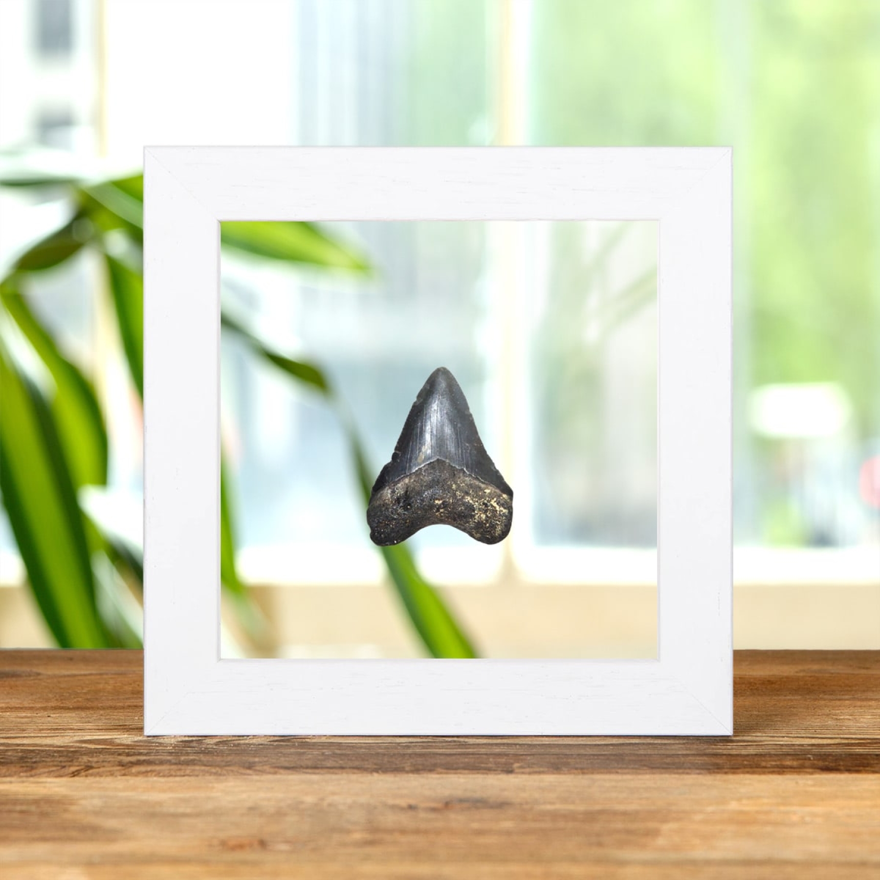 2 Inch Black Megalodon Shark Tooth Fossil Clear Glass Frame (Carcharodon megalodon) 2 Inch Black Megalodon Shark Tooth Fossil Clear Glass Frame (Carcharodon megalodon)