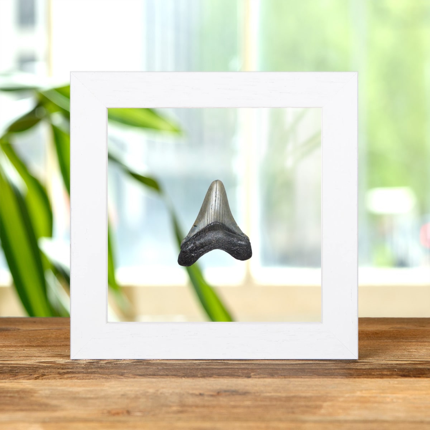 2 Inch Megalodon Shark Tooth Fossil Clear Glass Frame (Carcharodon megalodon)