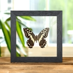 Minibeast The Lime Butterfly In Clear Glass Box Frame (Papilio demodocus)