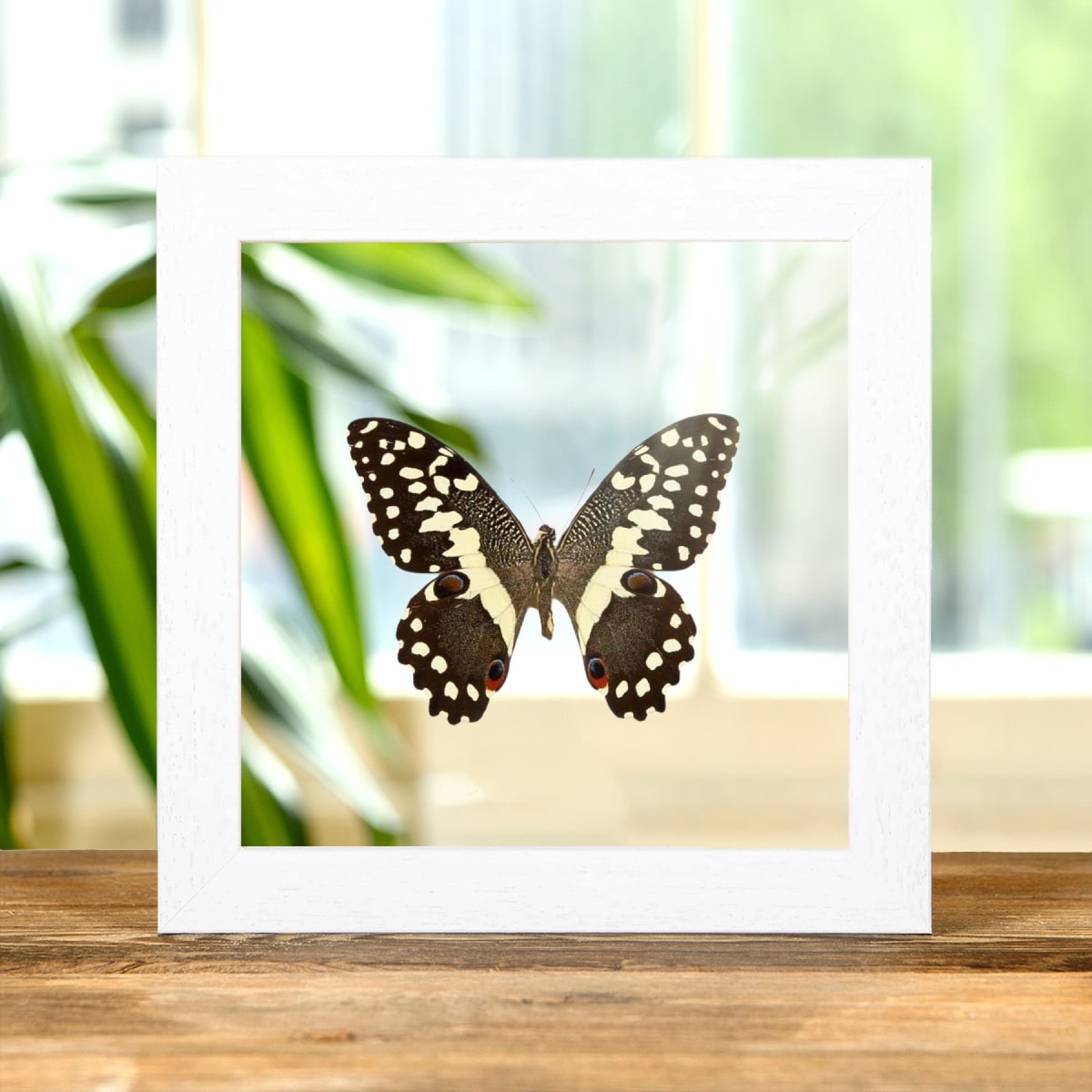 The Lime Butterfly In Clear Glass Box Frame (Papilio demodocus)