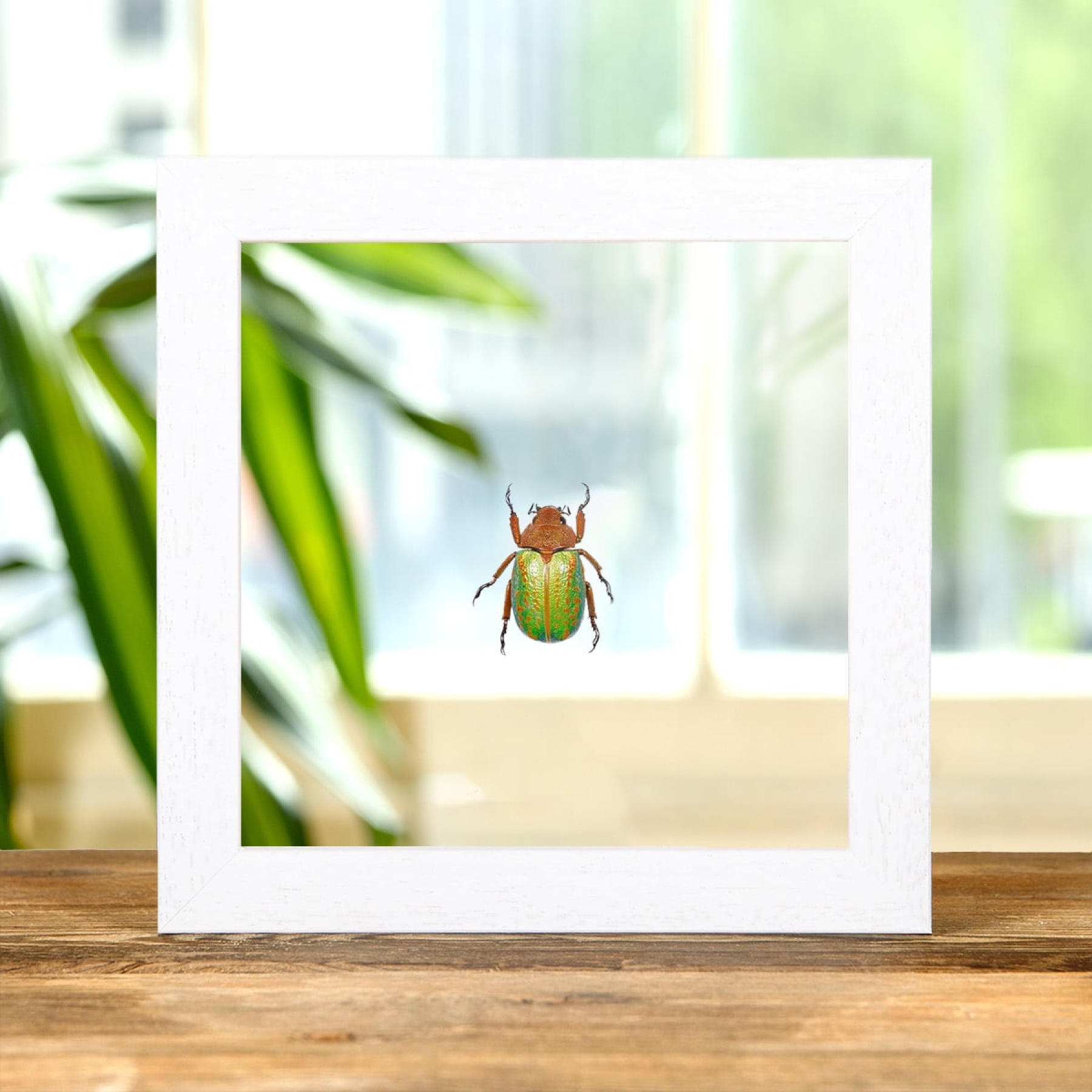 Jewel Scarab Beetle In Clear Glass Box Frame (Plusiotis victorina)