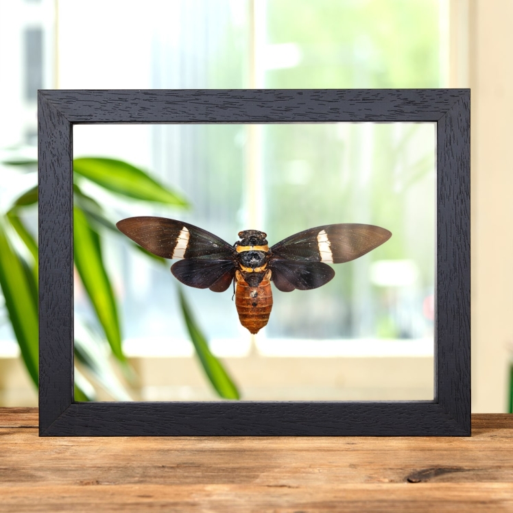 Cicada In Clear Glass Box Frame (Tosena albata)