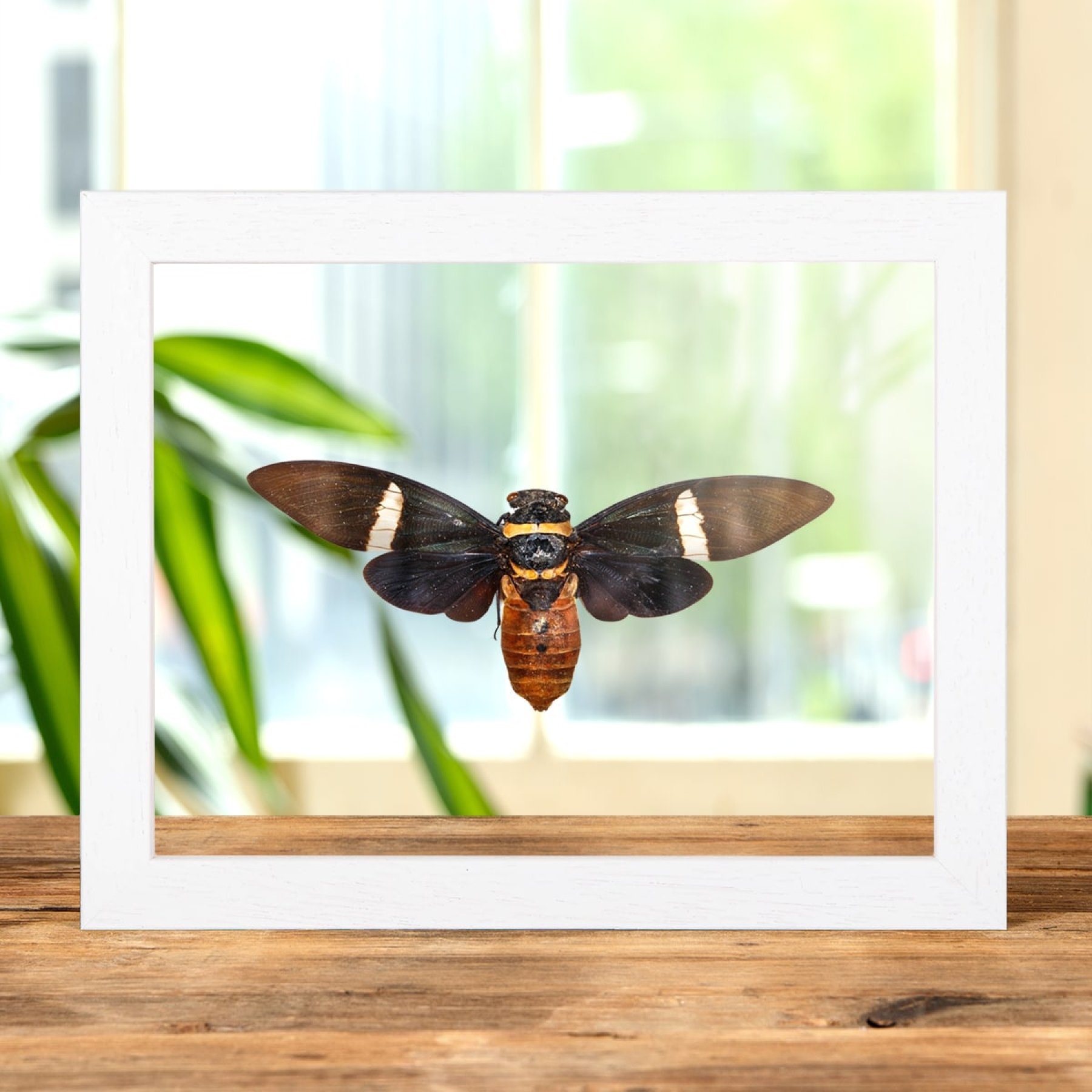 Cicada In Clear Glass Box Frame (Tosena albata)