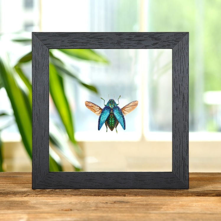 Malagasy Jewel Beetle In Clear Glass Box Frame (Polybothris sumptuosa)