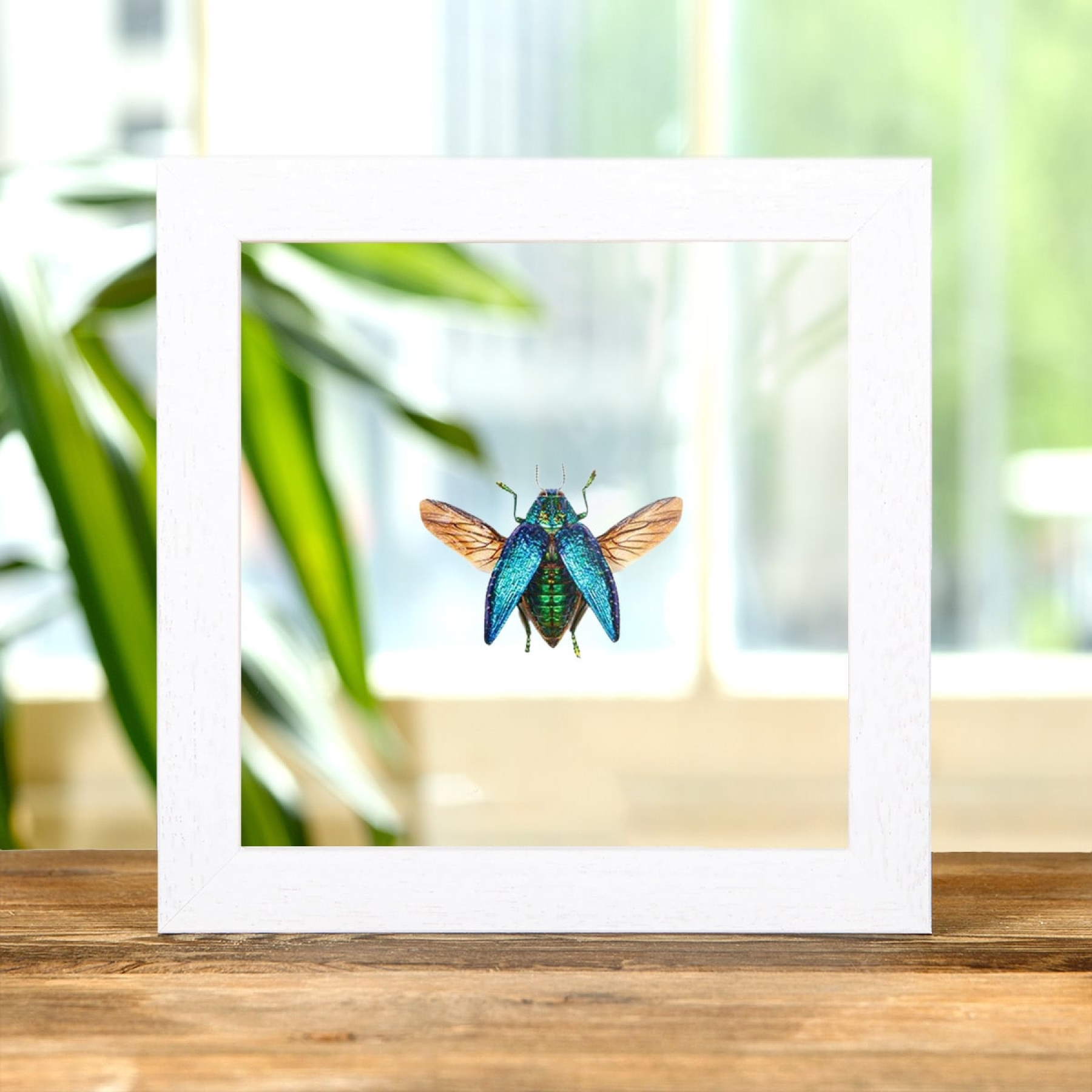 Malagasy Jewel Beetle In Clear Glass Box Frame (Polybothris sumptuosa)