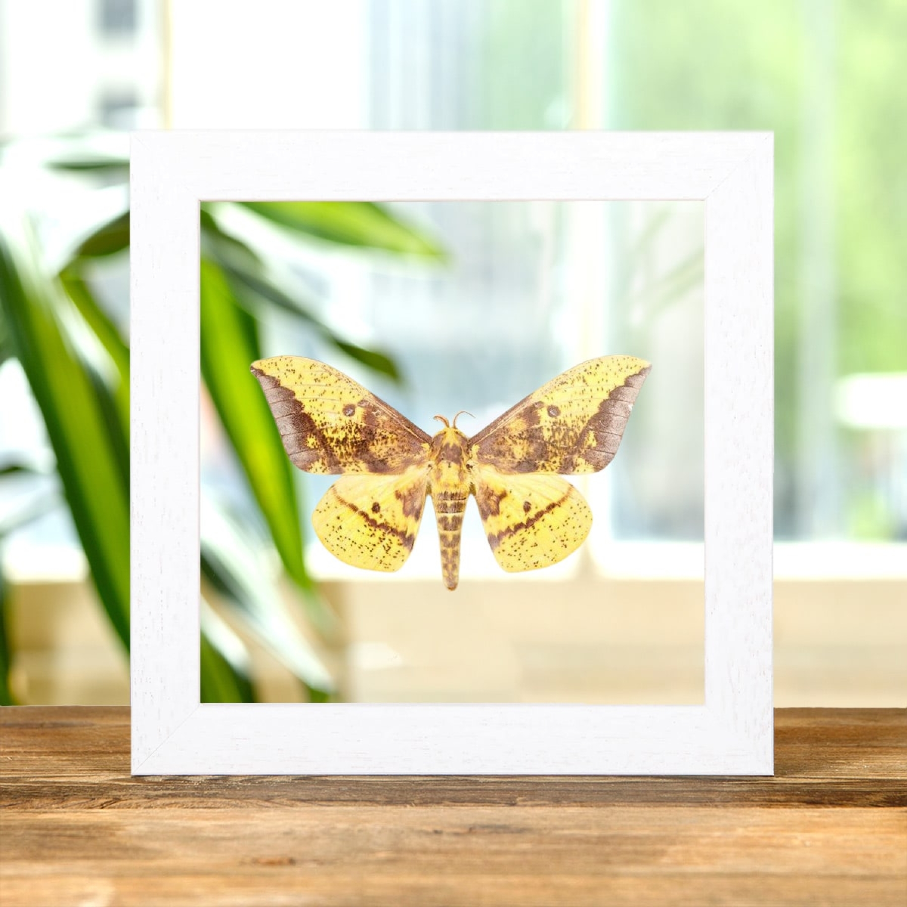 Imperial Moth In Clear Glass Box Frame (Eacles imperialis)
