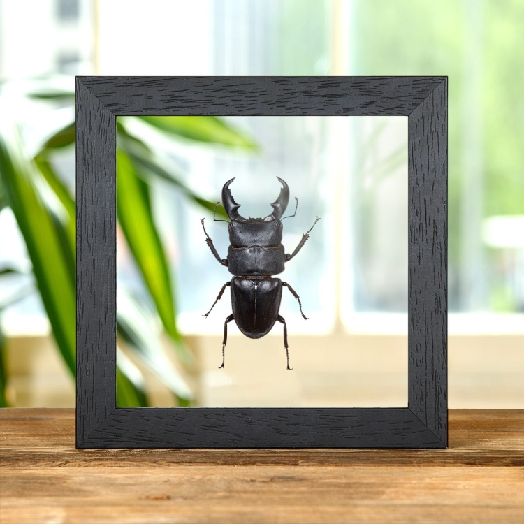 Giant Stag Beetle In Clear Glass Box Frame (Dorcus titanus)
