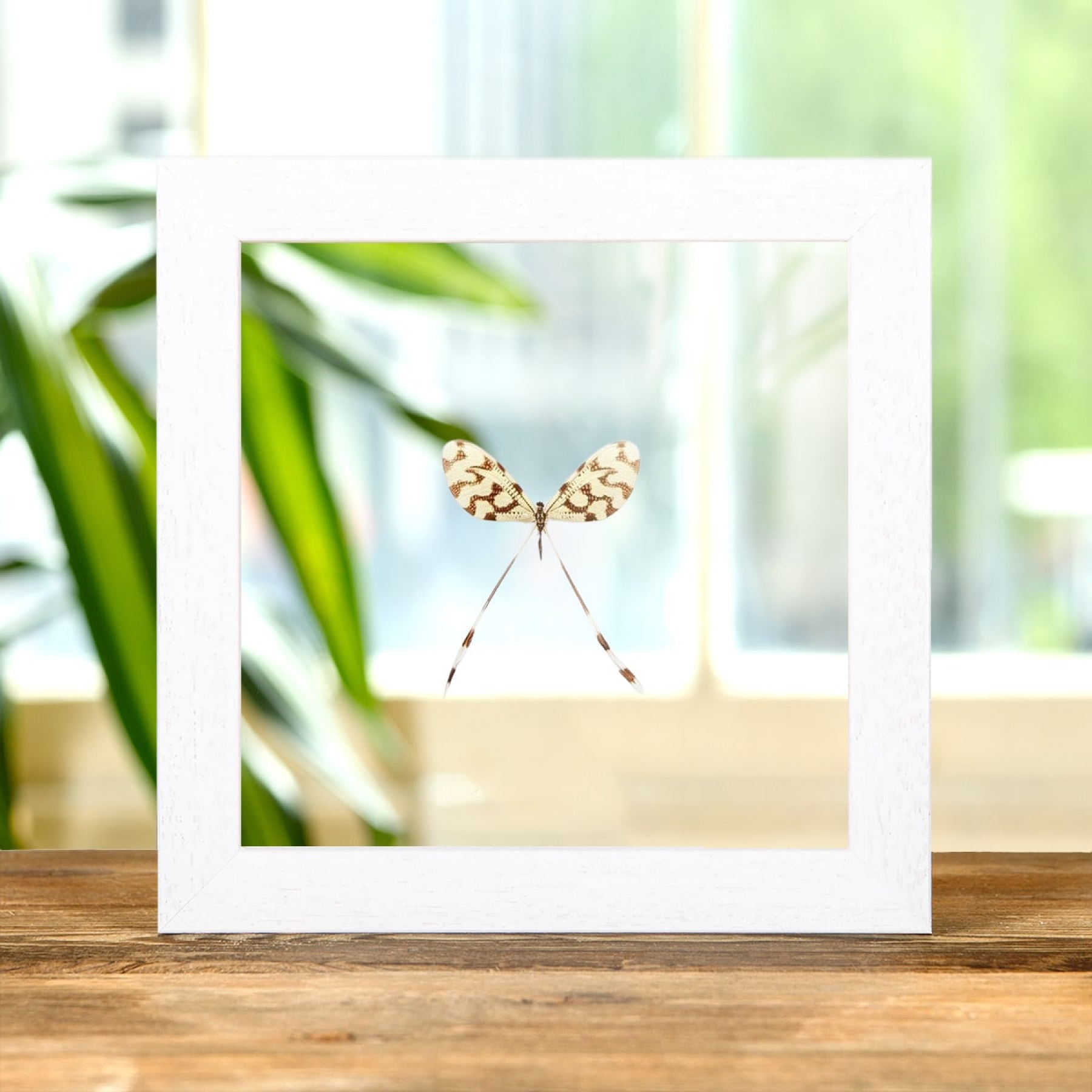 Spoon-winged Lacewing In Clear Glass Box Frame (Nemoptera sinuata)