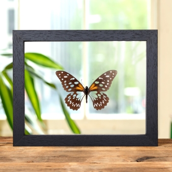 Regal Swallowtail In Clear Glass Box Frame (Papilio rex)