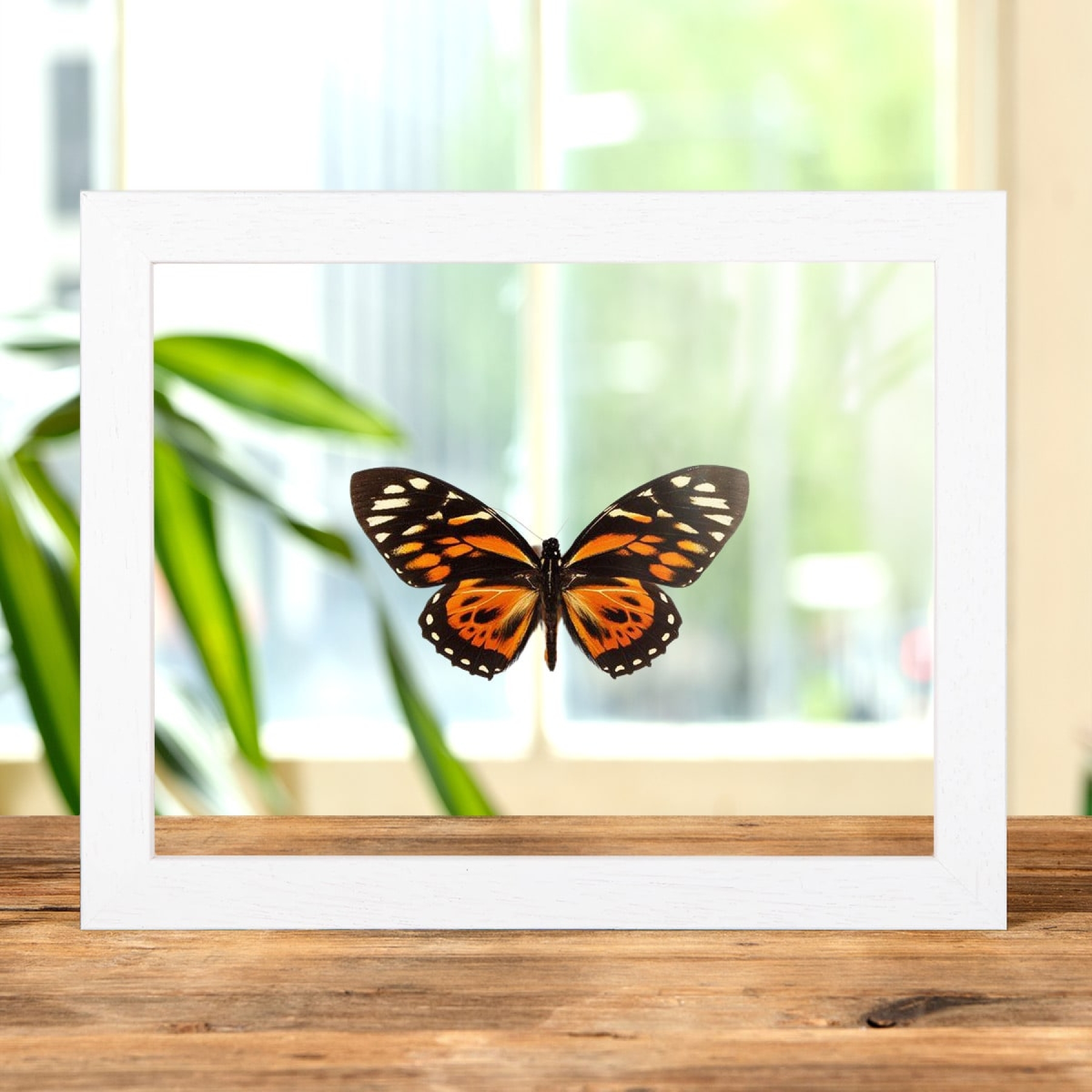The Tiger Butterfly In Clear Glass Box Frame (Papilio zagreus)