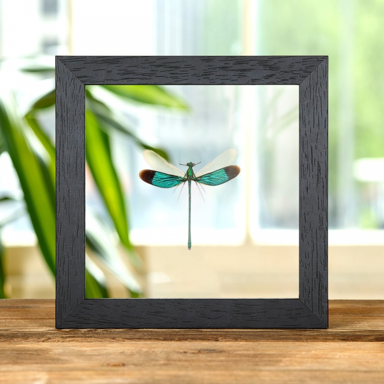 Stream Glory Damselfly In Clear Glass Box Frame (Neurobasis chinensis)