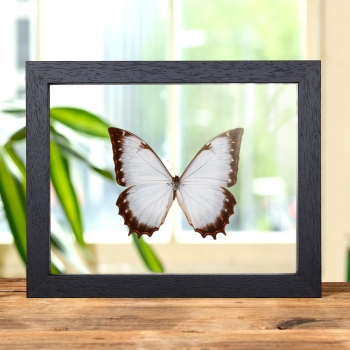 Theseus Morpho Butterfly In Clear Glass Box Frame (Morpho theseus juturna)