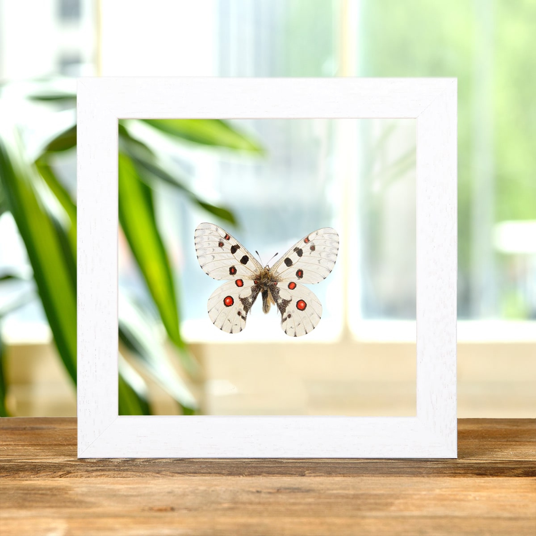 Nomion Butterfly In Clear Glass Box Frame (Parnassius nomion richtofeni)