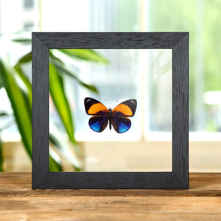 Dotted Glory Butterfly In Clear Glass Box Frame (Asterope markii davisi)