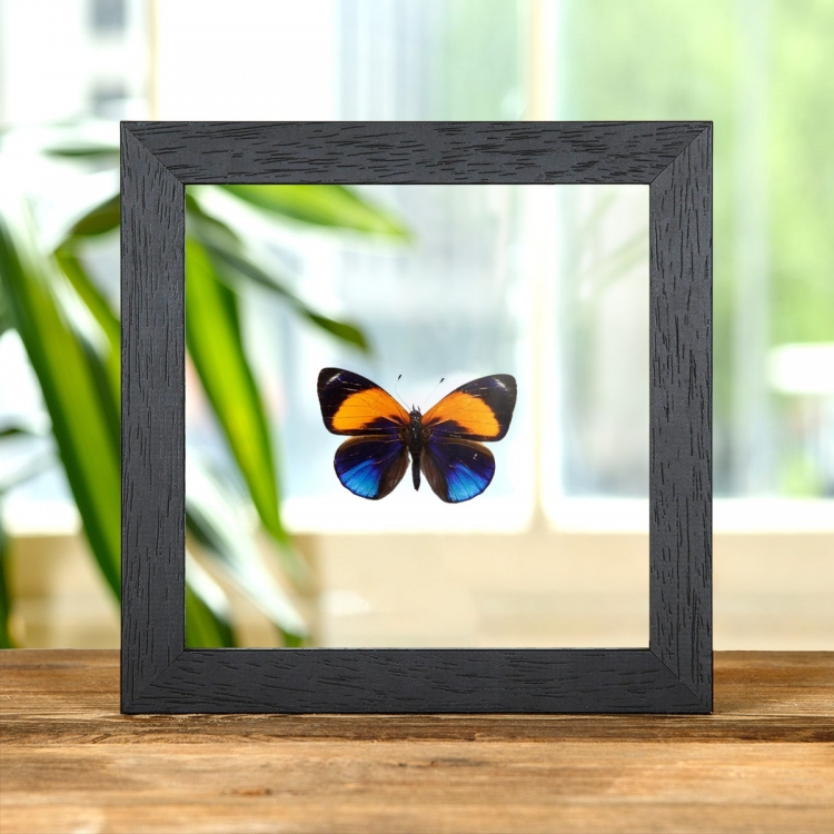 Dotted Glory Butterfly In Clear Glass Box Frame (Asterope markii davisi) Dotted Glory Butterfly In Clear Glass Box Frame (Asterope markii davisi)