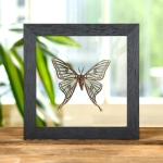 Minibeast Spanish Moon Moth In Clear Glass Box Frame (Graellsia isabellae)