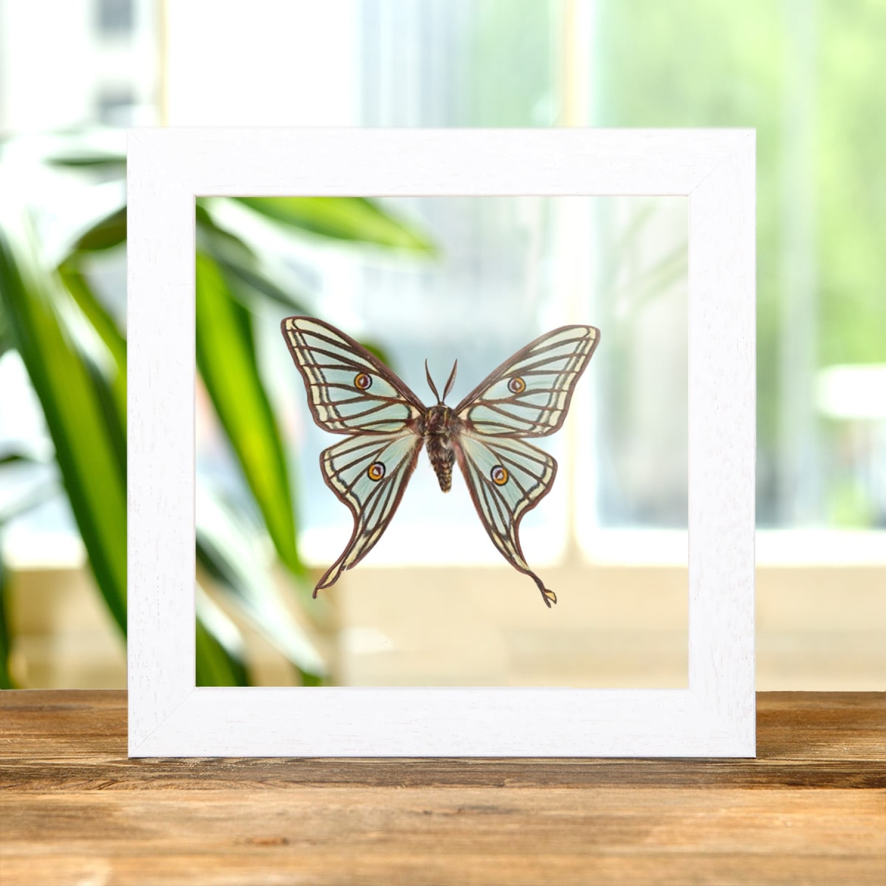 Spanish Moon Moth In Clear Glass Box Frame (Graellsia isabellae)