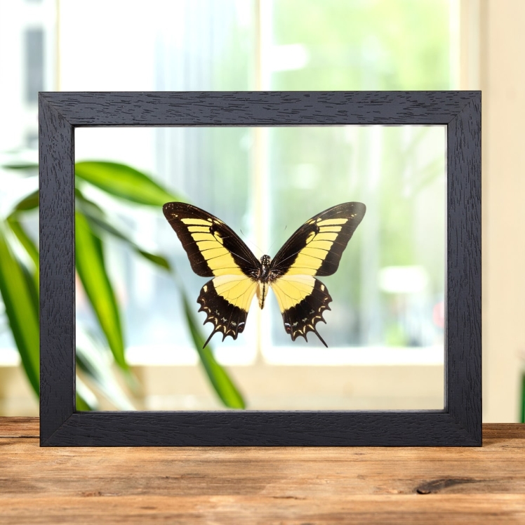 Androgeus Swallowtail Butterfly In Clear Glass Box Frame (Papilio androgeus epidauras)