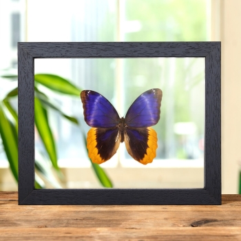 Gold Edged Owl Butterfly In Clear Glass Box Frame (Caligo uranus)