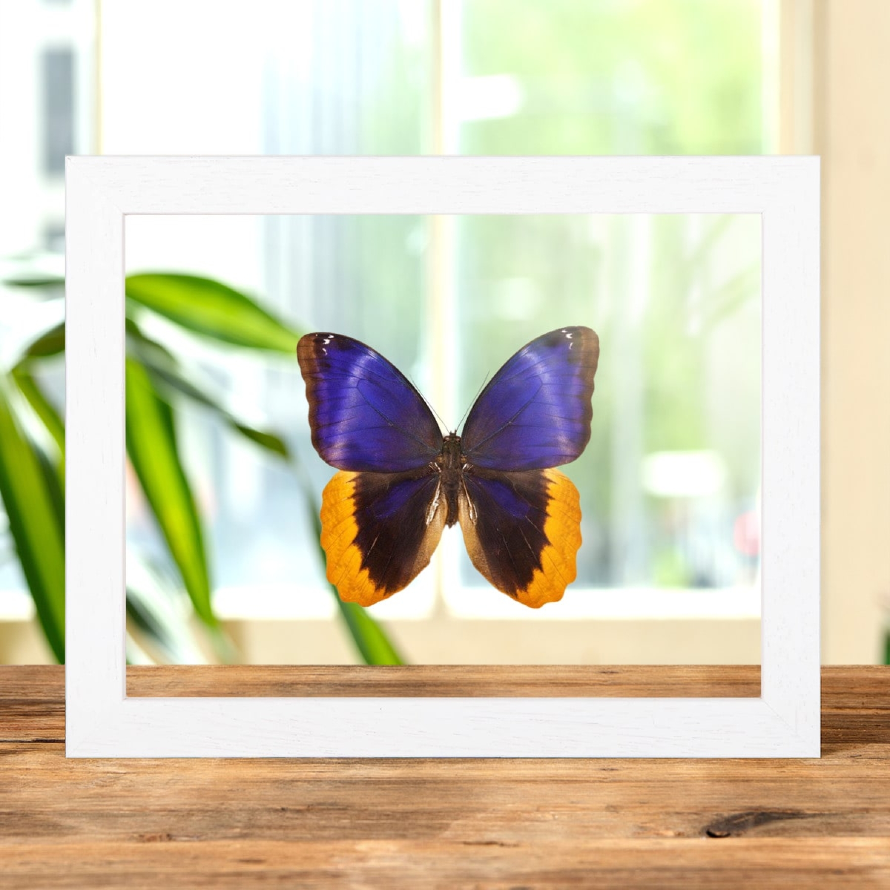 Minibeast Gold Edged Owl Butterfly In Clear Glass Box Frame (Caligo uranus)