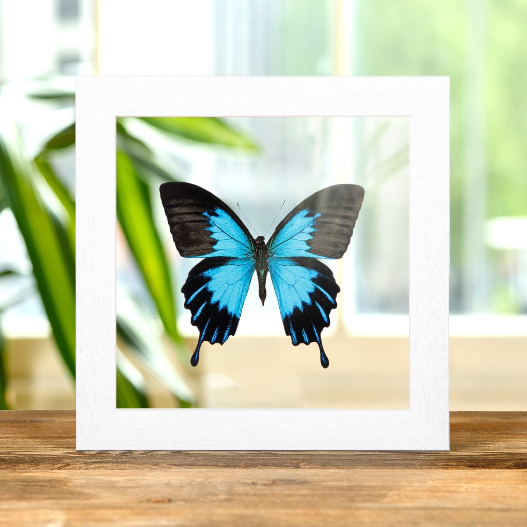 Minibeast Blue Emperor Butterfly In Clear Glass Box Frame (Papilio ulysses telegonus)