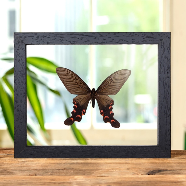 Agehana elwesi In Clear Glass Box Frame From China