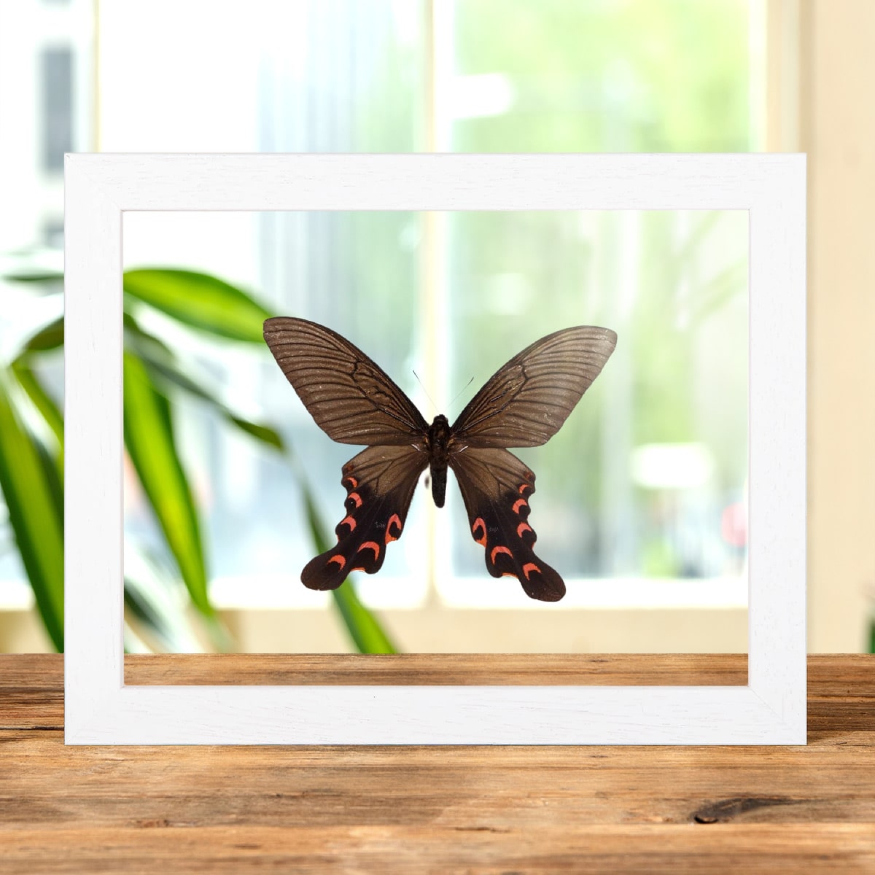 Minibeast Agehana elwesi In Clear Glass Box Frame From China