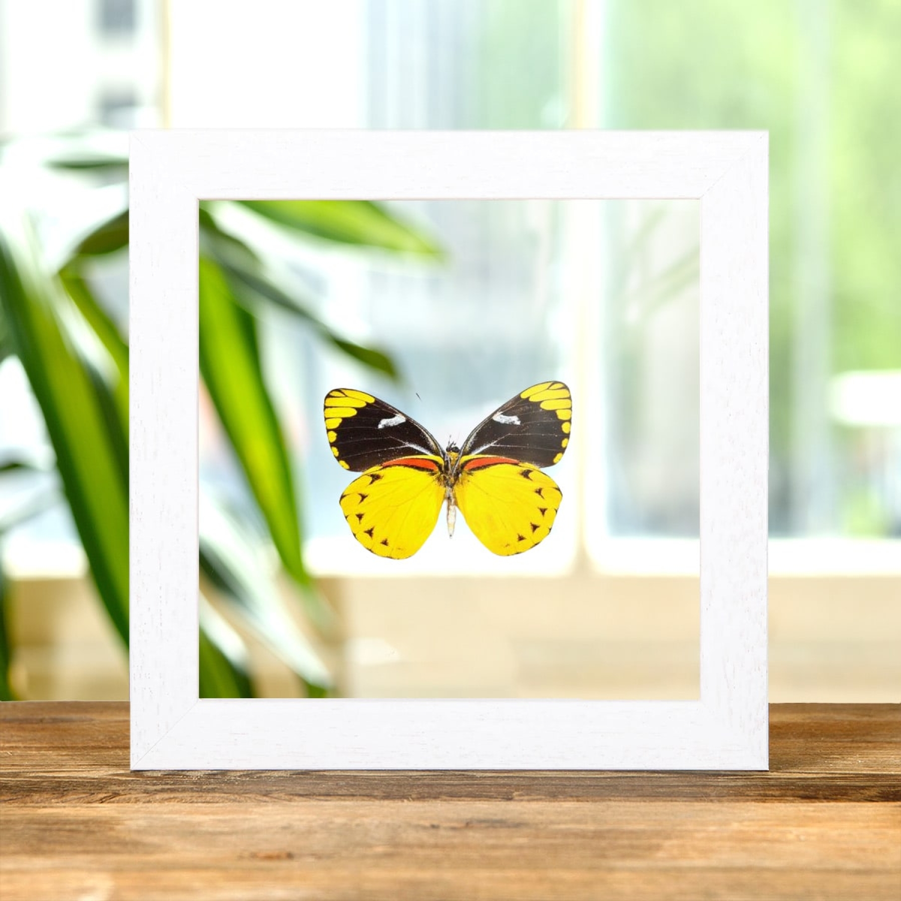 Jezebel Butterfly In Clear Glass Box Frame (Delias splendida)