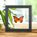 Minibeast Red Lacewing In Clear Glass Box Frame (Cethosia biblis)