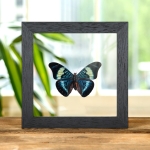 Minibeast Red Flasher In Clear Glass Box Frame (Panacea prola)