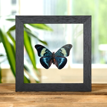 Red Flasher In Clear Glass Box Frame (Panacea prola)