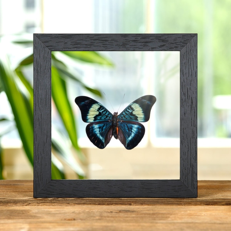 Red Flasher In Clear Glass Box Frame (Panacea prola)