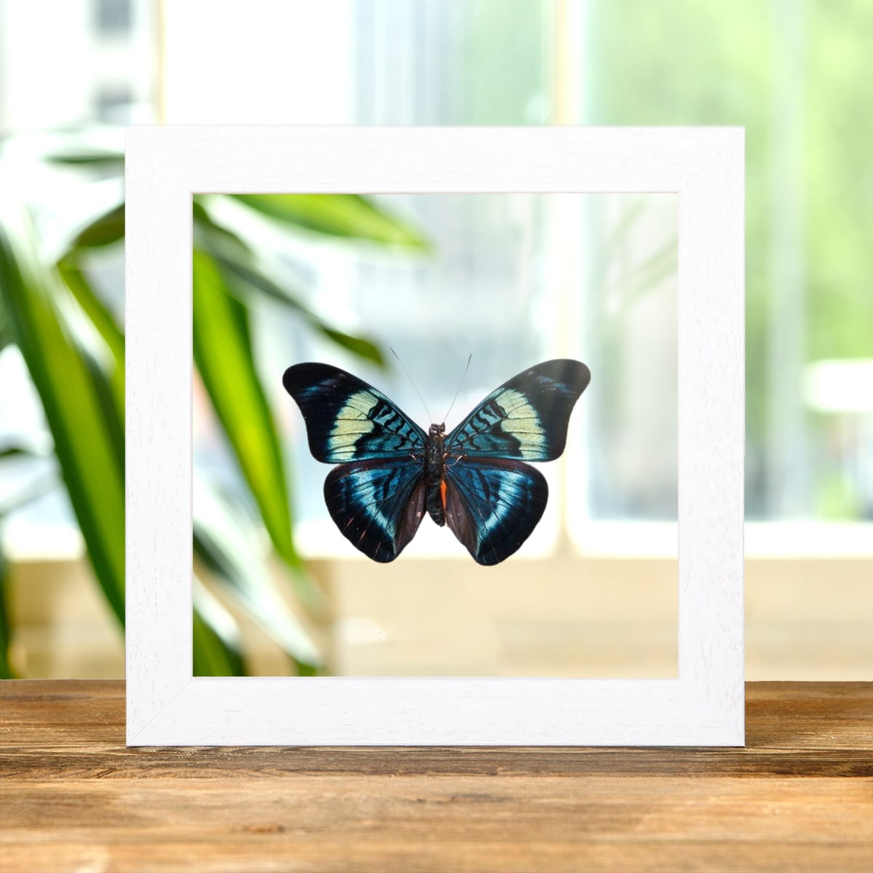 Red Flasher In Clear Glass Box Frame (Panacea prola)