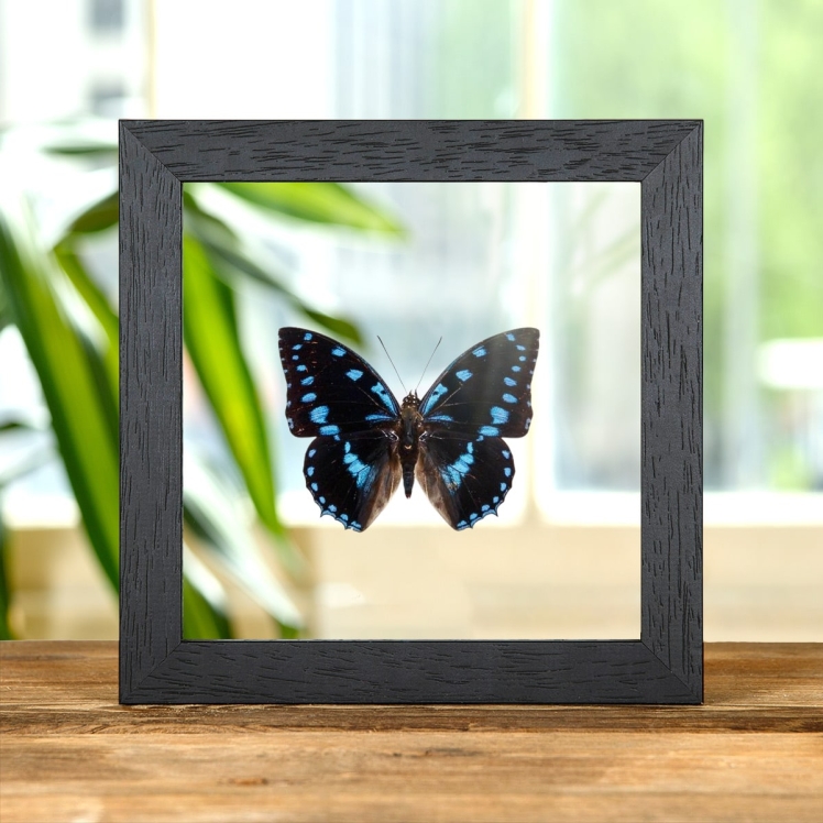 Blue-Spotted Charaxes In Clear Glass Box Frame (Charaxes ameliae)