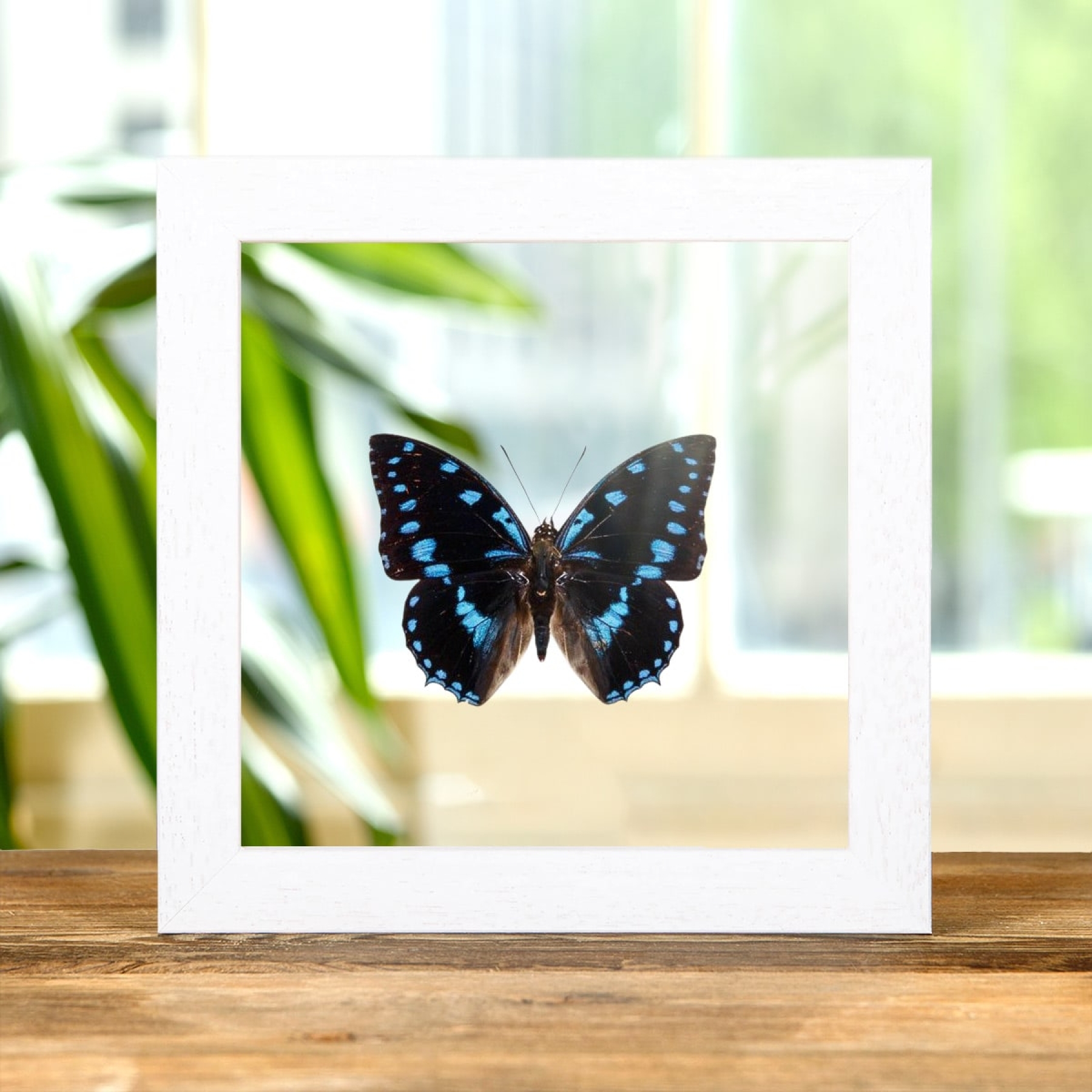 Blue-Spotted Charaxes In Clear Glass Box Frame (Charaxes ameliae)