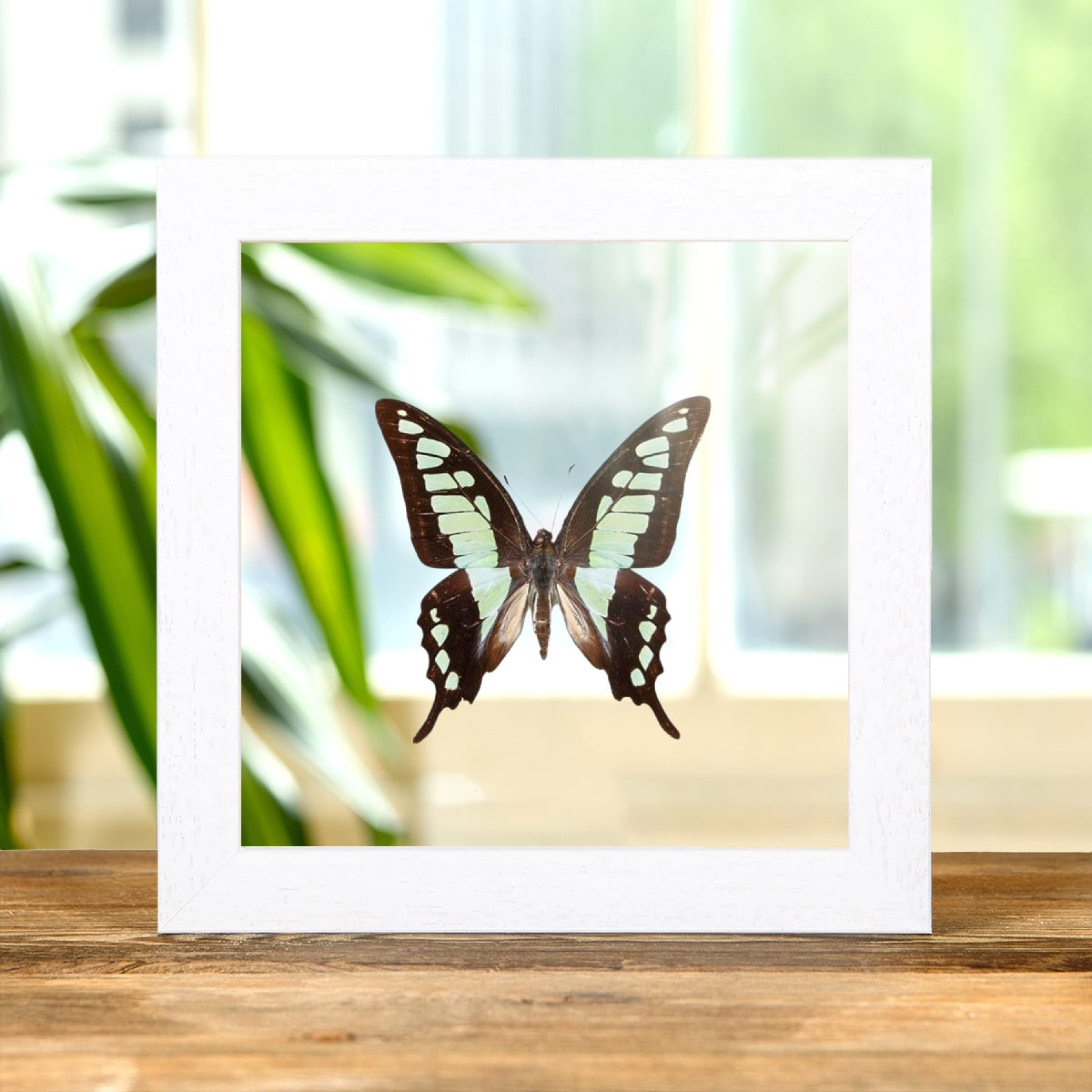 Glassy Bluebottle Butterfly In Clear Glass Box Frame (Graphium cloanthus) Glassy Bluebottle Butterfly In Clear Glass Box Frame (Graphium cloanthus)
