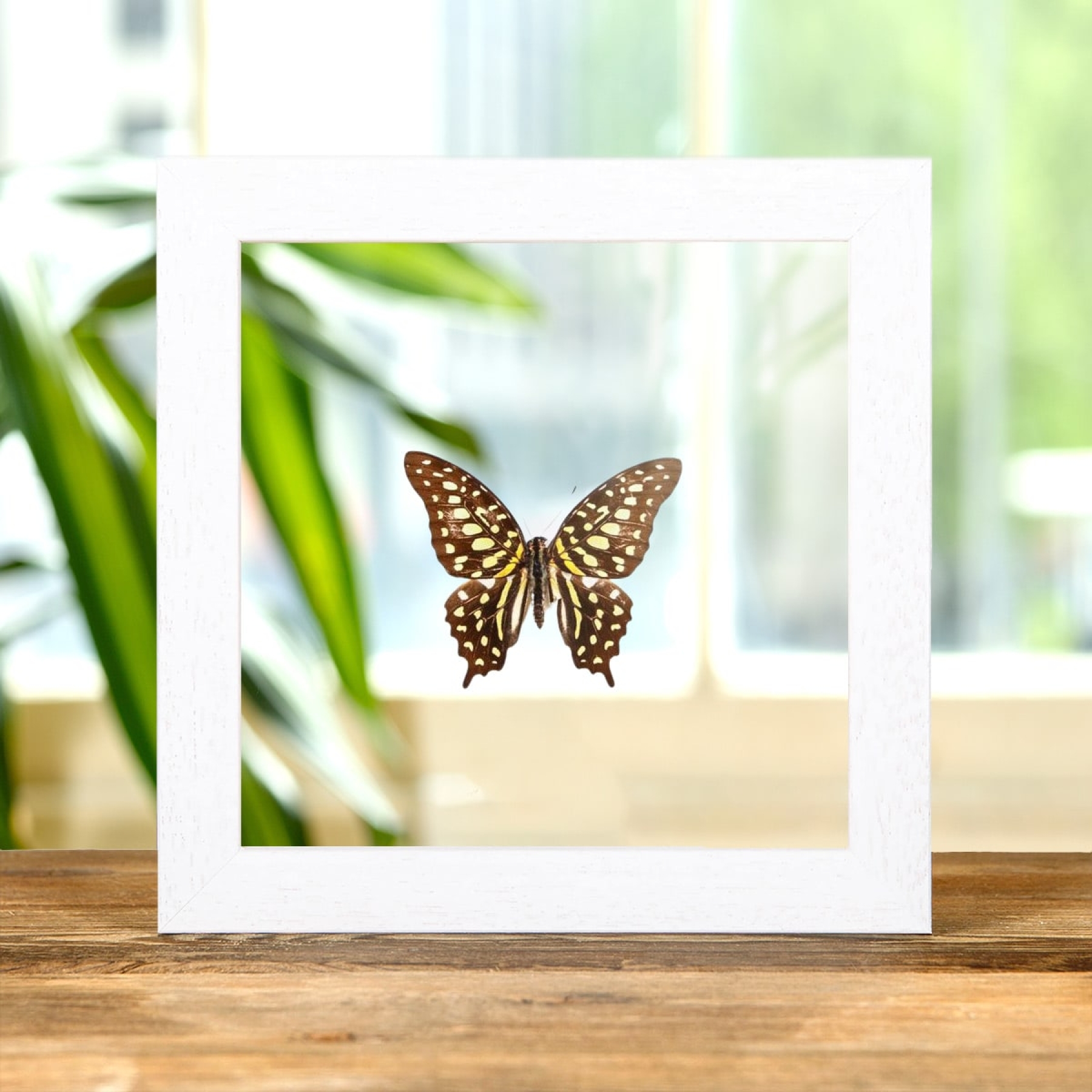 Tailed Jay Swallowtail In Clear Glass Box Frame (Graphium agamemnon)