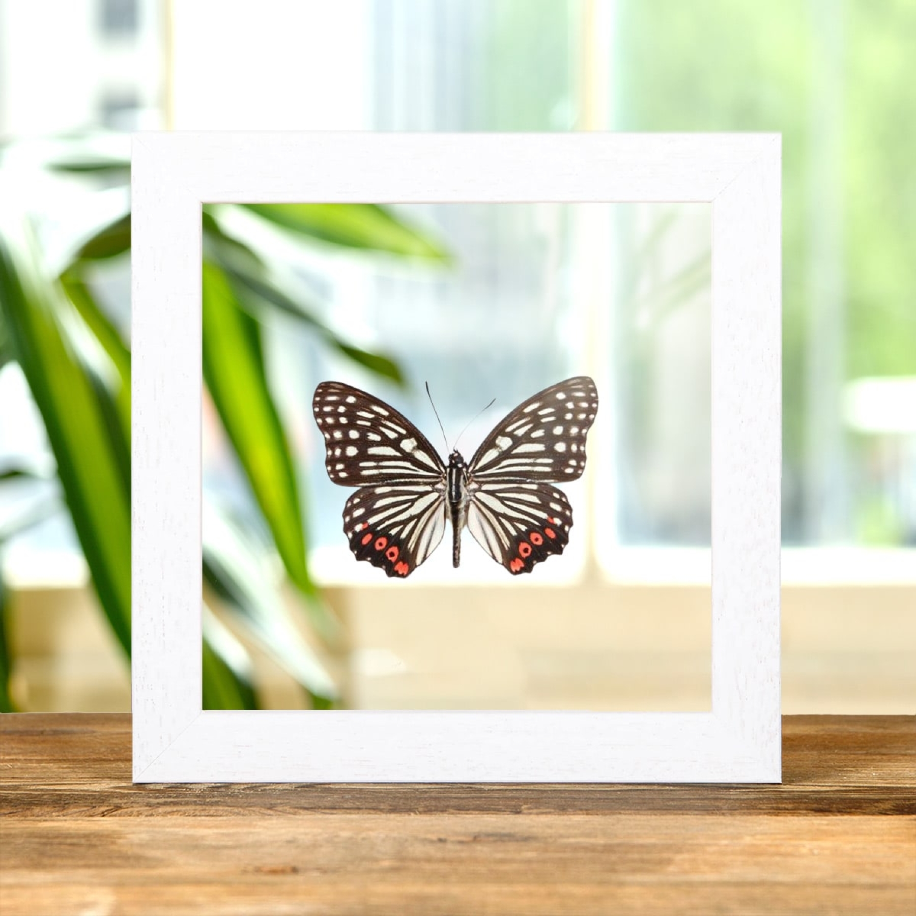 Red Ring Skirt In Clear Glass Box Frame (Hestina assimilis)