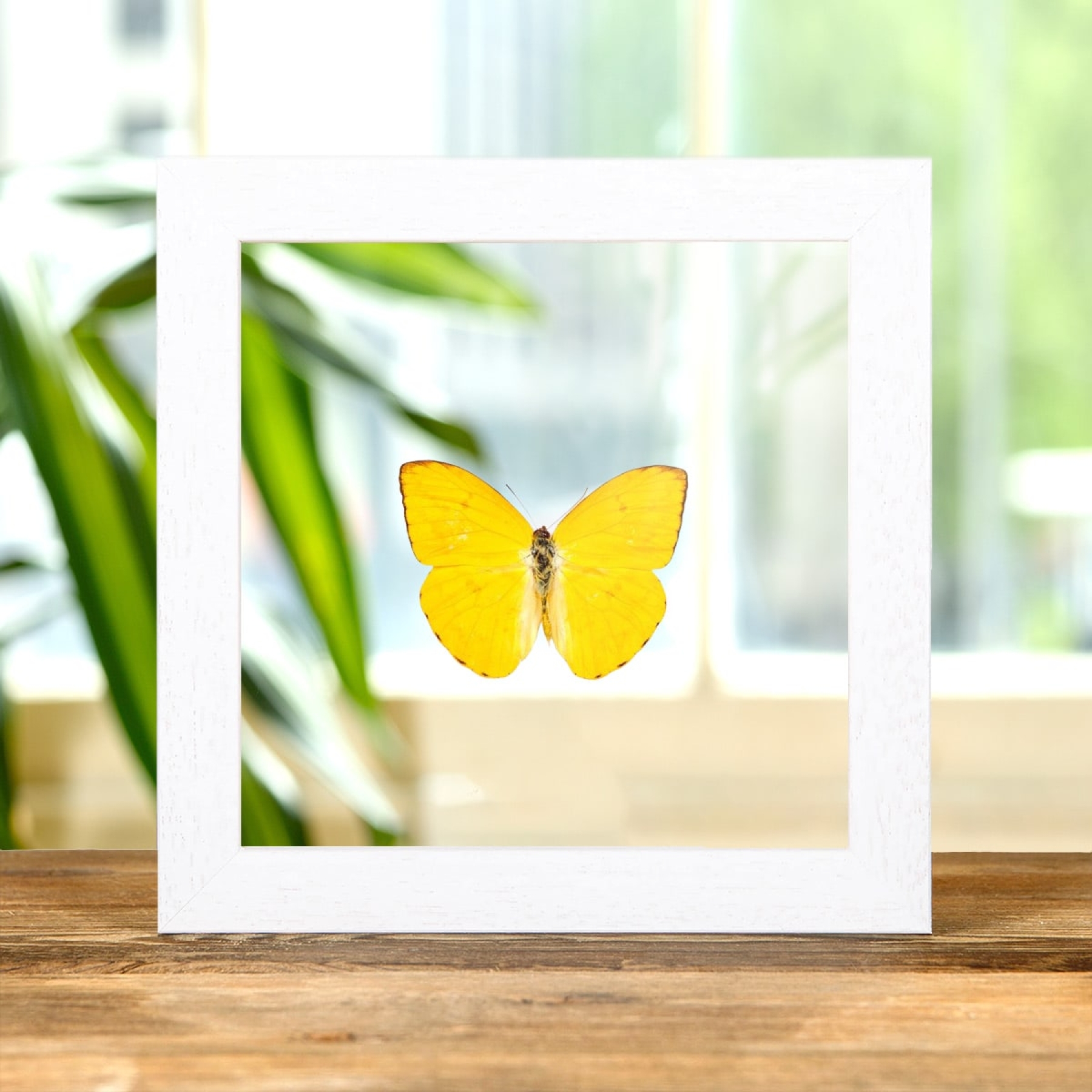 Apricot Sulphur In Clear Glass Box Frame (Phoebis argante)