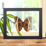 Minibeast Gold Edged Owl Butterfly Ventral Side In Clear Glass Box Frame (Caligo uranus)