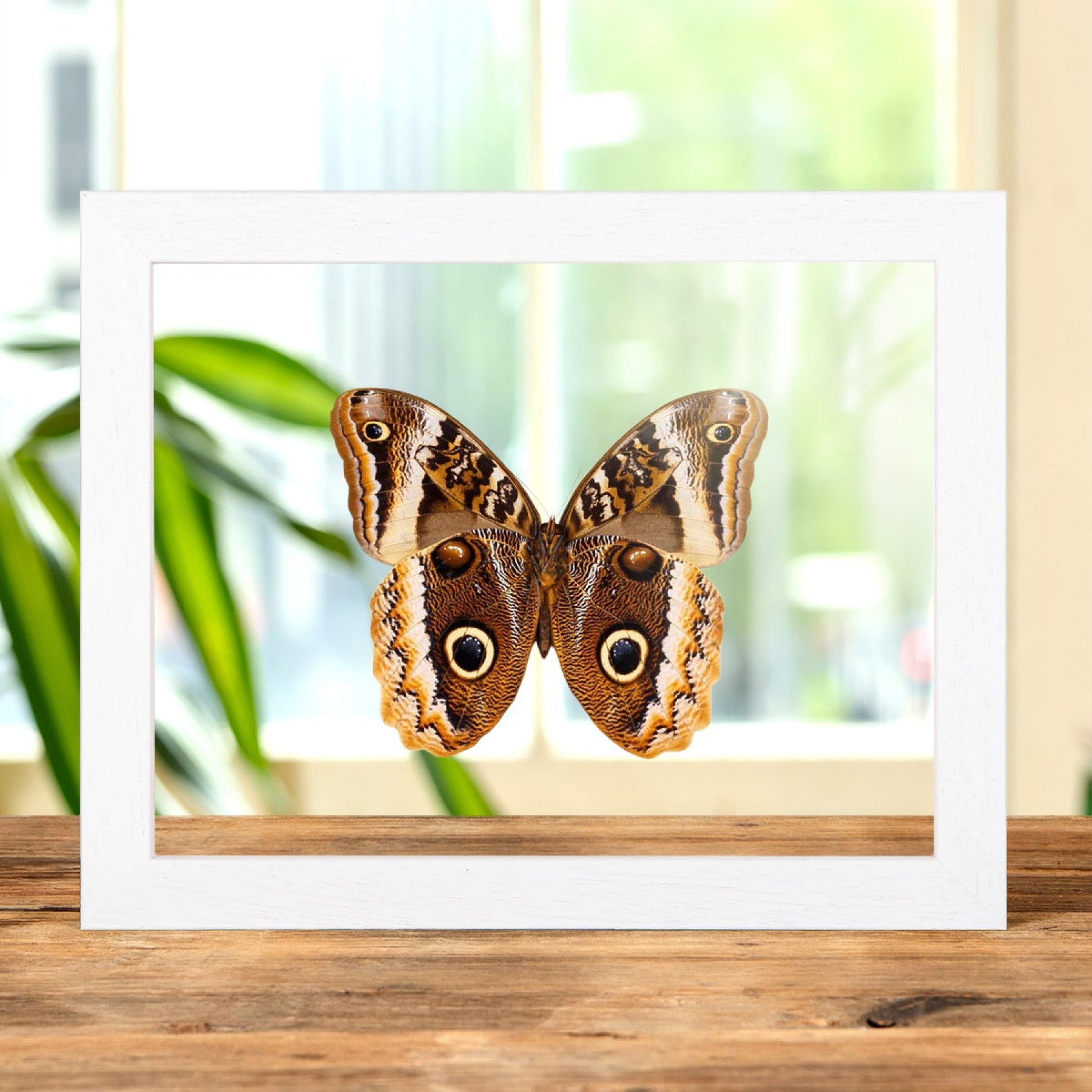 Gold Edged Owl Butterfly Ventral Side In Clear Glass Box Frame (Caligo uranus)