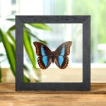 Minibeast Female Orange-spotted Prepona In Clear Glass Box Frame (Prepona deiphile brooksiana)